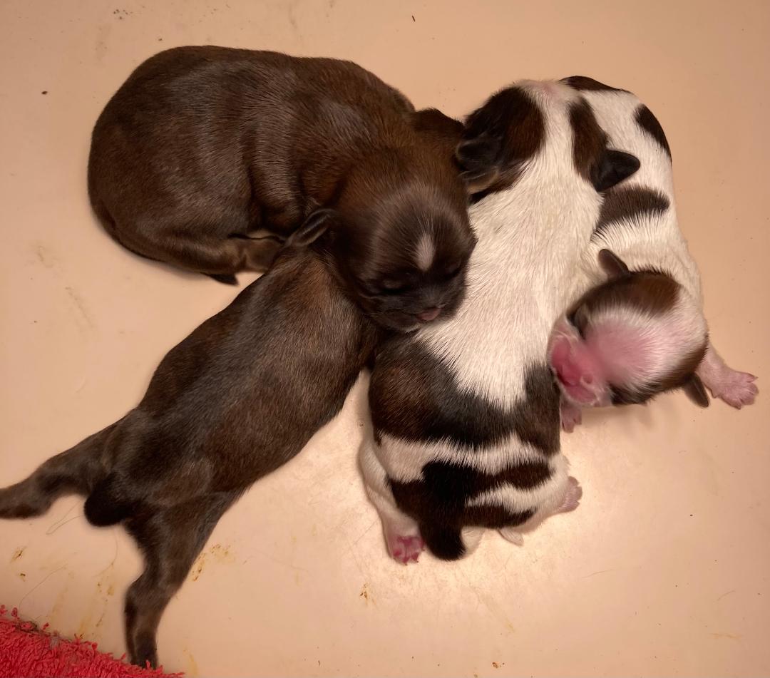 2026bbshougroupenaiss1